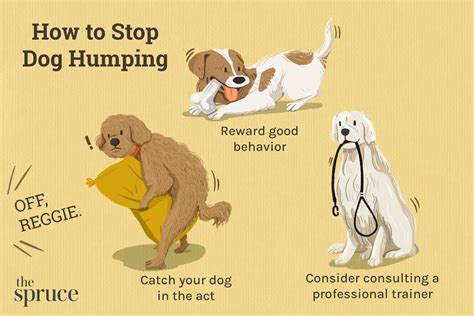 What Does It Mean When A Female Dog Humps You